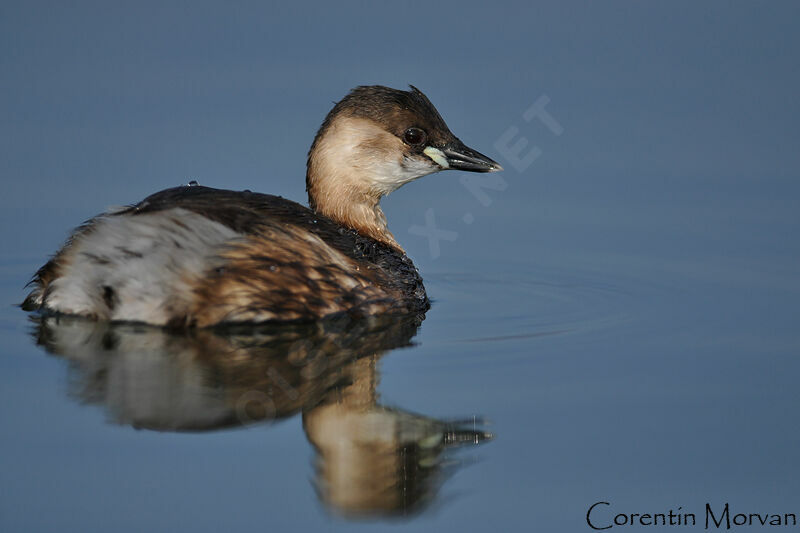 Little Grebe