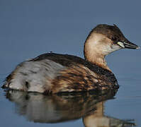 Little Grebe