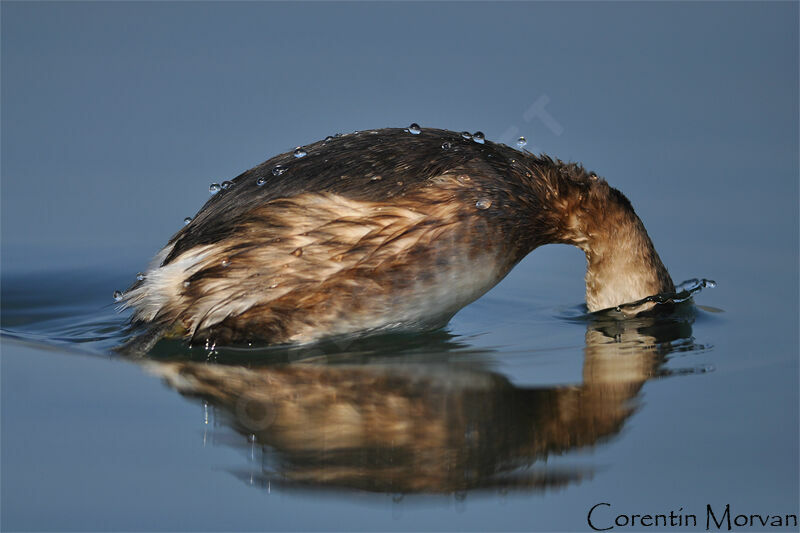 Little Grebe