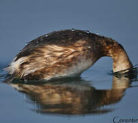 Little Grebe