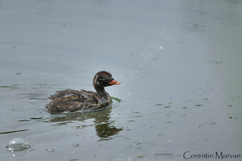 Little Grebe