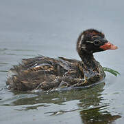 Little Grebe