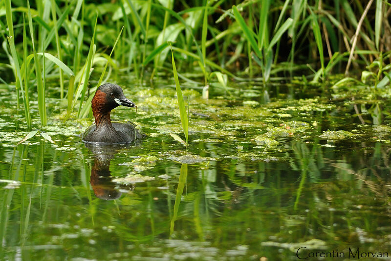 Little Grebe