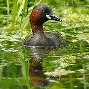 Little Grebe