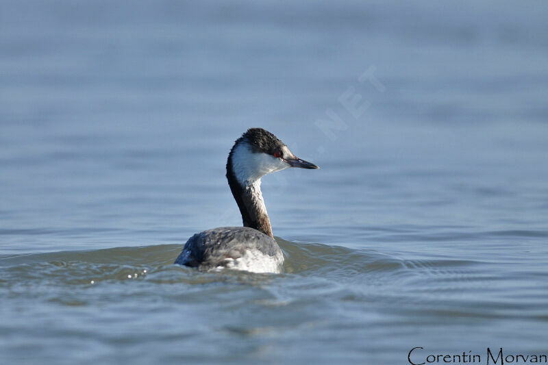 Horned Grebe