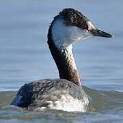 Horned Grebe