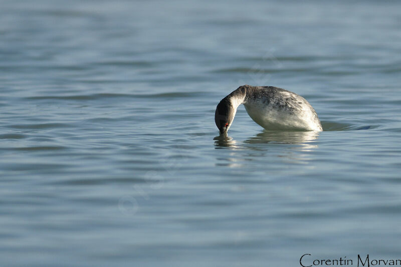 Horned Grebe