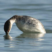 Horned Grebe