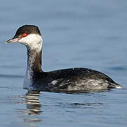 Horned Grebe