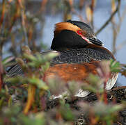 Horned Grebe