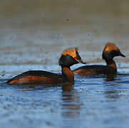 Horned Grebe