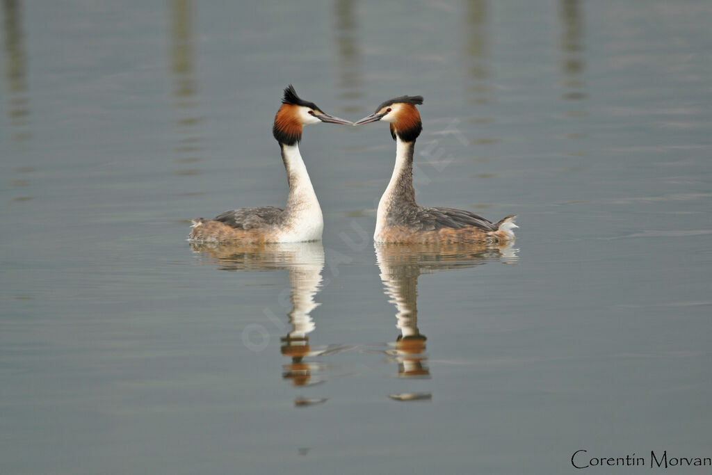 Great Crested Grebe 