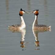 Great Crested Grebe