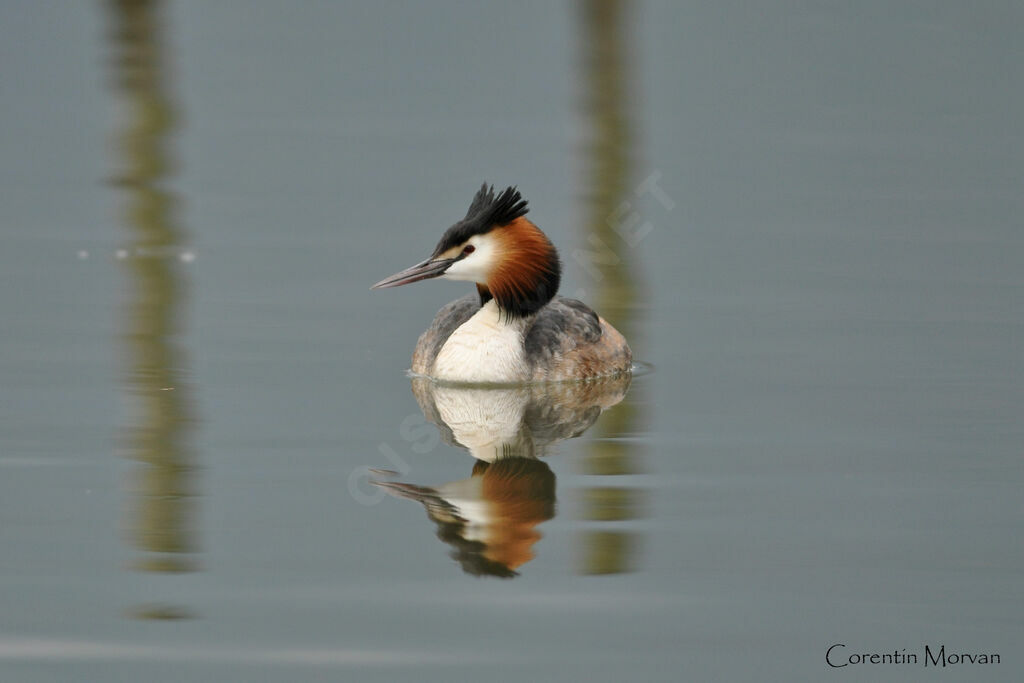 Great Crested Grebe