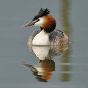 Great Crested Grebe