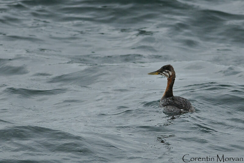 Red-necked Grebejuvenile