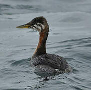 Red-necked Grebe