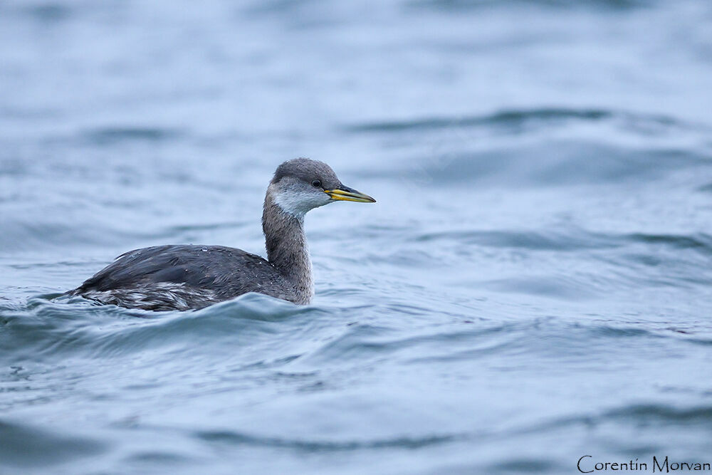 Red-necked Grebe