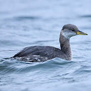 Red-necked Grebe