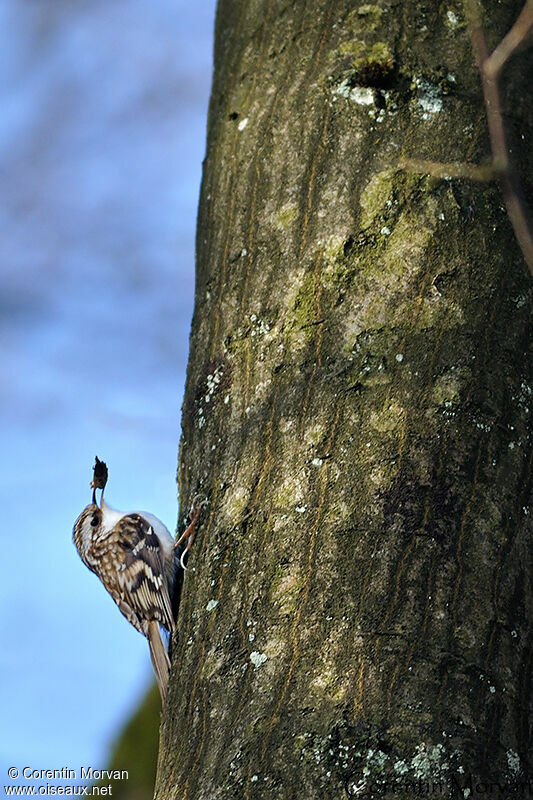 Eurasian Treecreeper