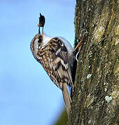 Eurasian Treecreeper