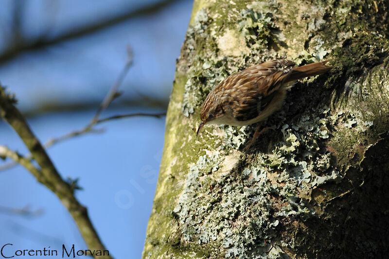 Short-toed Treecreeper