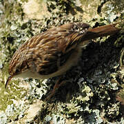 Short-toed Treecreeper