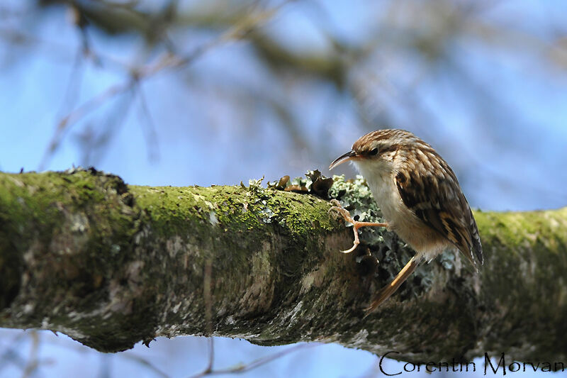 Short-toed Treecreeper