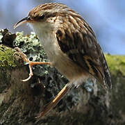 Short-toed Treecreeper