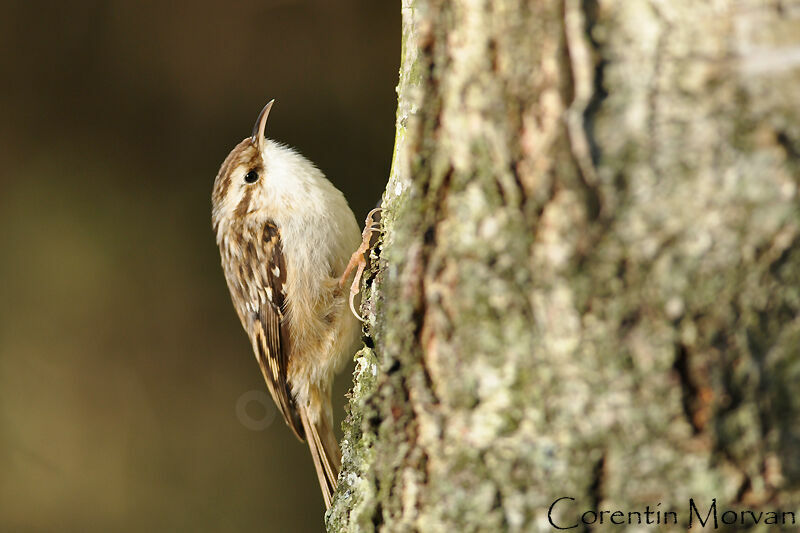 Short-toed Treecreeper