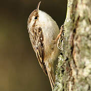 Short-toed Treecreeper