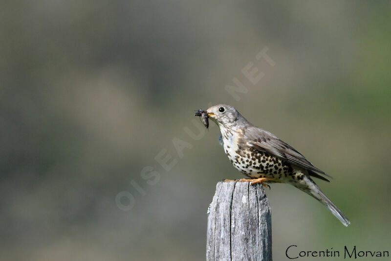 Mistle Thrush