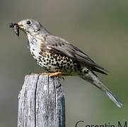 Mistle Thrush