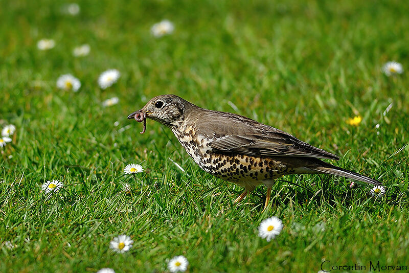 Mistle Thrush