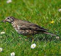 Mistle Thrush