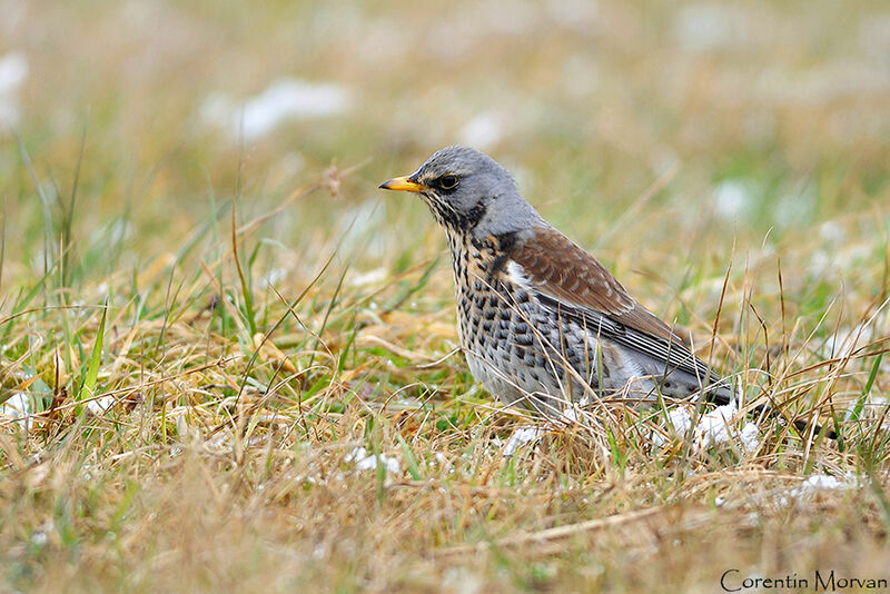 Fieldfare