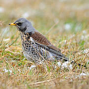 Fieldfare