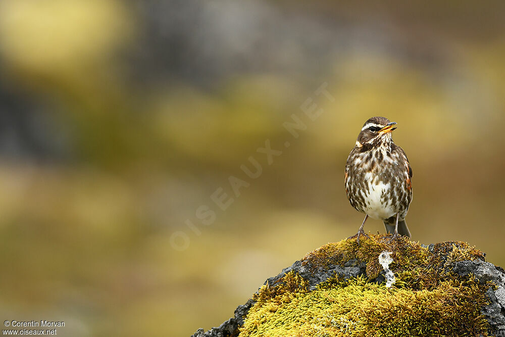 Redwing