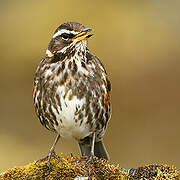 Redwing