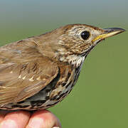 Song Thrush