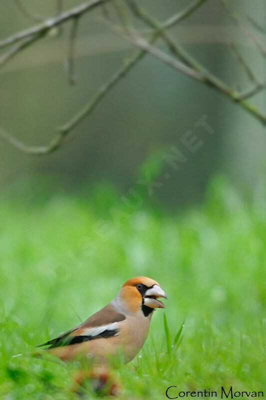 Hawfinch