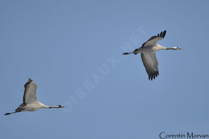 Common Crane