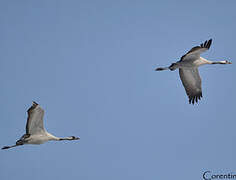 Common Crane