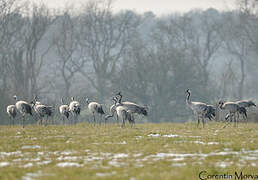 Common Crane