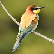 European Bee-eater