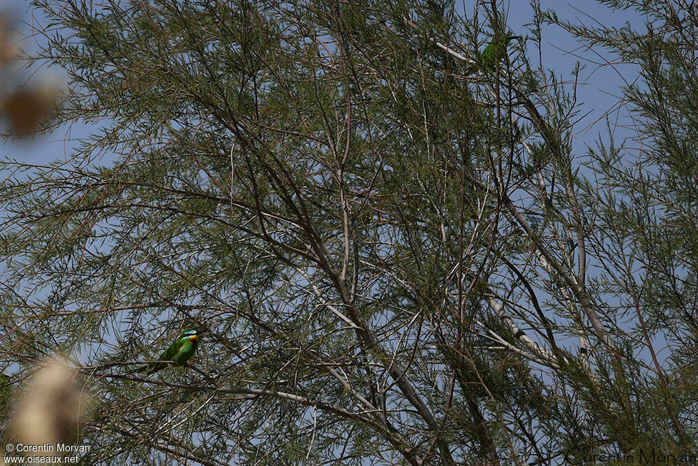 Blue-cheeked Bee-eater