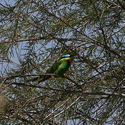 Blue-cheeked Bee-eater