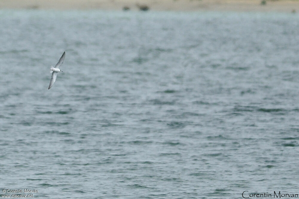 White-winged Tern