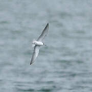 White-winged Tern