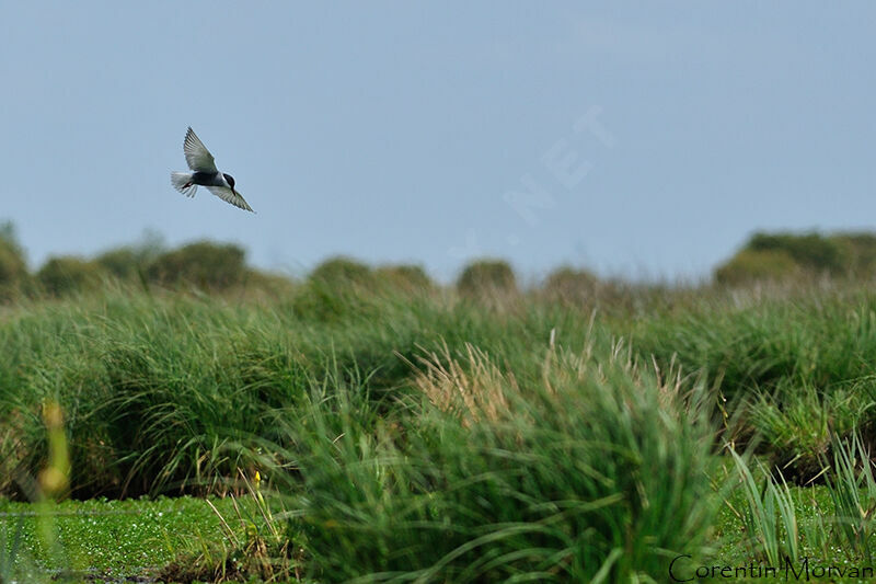 Whiskered Tern